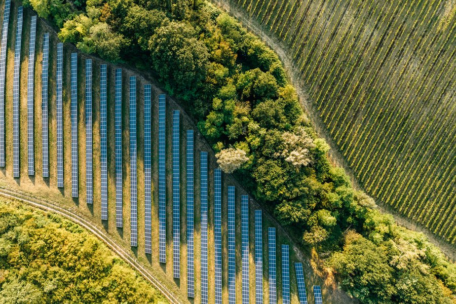 Aerial view of solar panels and vineyards.